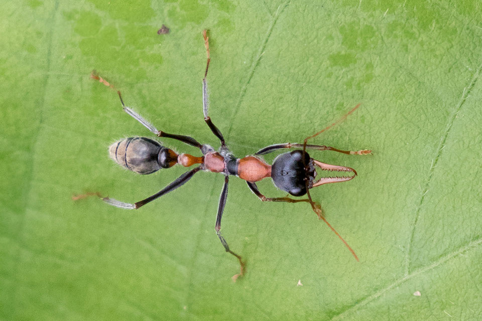 Bull Ant (Myrmecia nigrocincta) (Myrmecia nigrocincta)